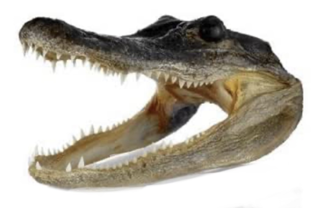 7.5"-8" Gator Head